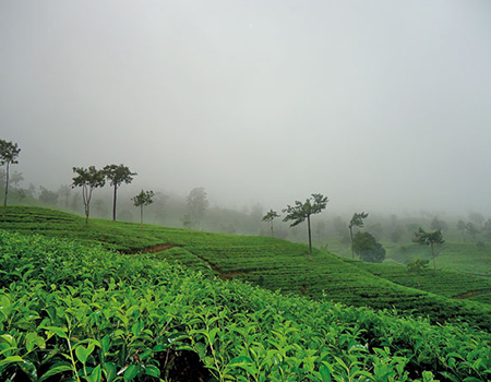 A mist-laden tea plantation, a primary source of data for the research