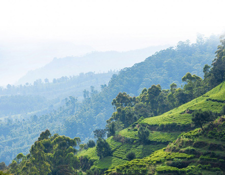 The central highlands of Sri Lanka provide a welcome respite from the hustle and bustle of the capital city of Colombo. Here, travellers can find mountainous terrain, tea plantations and cool temperatures. 