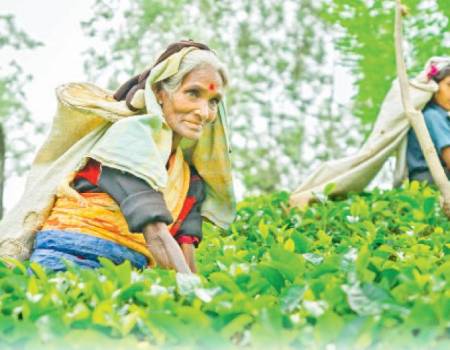 For Ceylon Tea to thrive