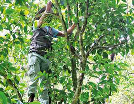 A tea plucker climbing a ‘tea tree’ in the forest 