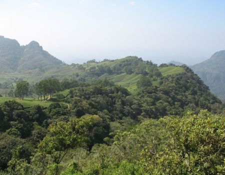 Halgolla estate landscape | Sampath Goonatilake / IUCN