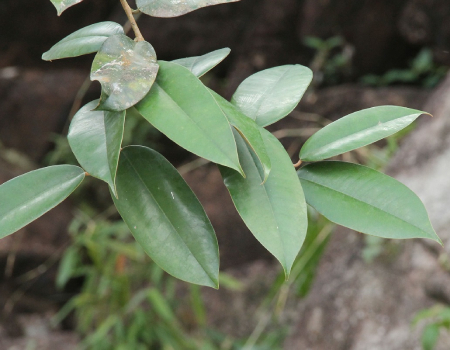An extremely rare plant in Sri Lanka, Cotylelobium lewisianum (Syn. Vatica lewisiana), listed as a Critically Endangered species was recorded from the Halgolla estate 120 years after it was last reported.