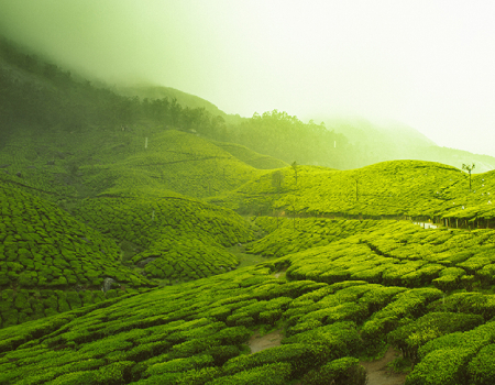 From China To India: A Look At The Largest Tea Markets In The World