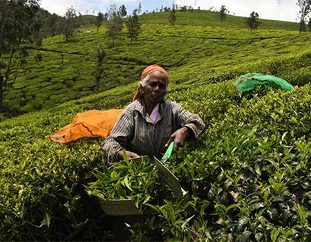 Global black tea output down over 5%; India leads the fall