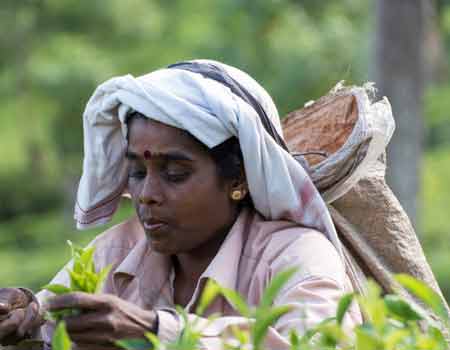 A tea picker works on a plantation near Ella. Picture: Sri Lanka
