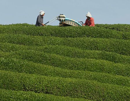 Fresh green tea leaves are harvested at a tea farm in the hills of Ujitawara, Japan, in this file photo. Drinking green tea has been linked to several health benefits, but the drink isn’t necessarily the miracle cure it’s branded as. (Buddhika Weerasinghe / Getty Images)