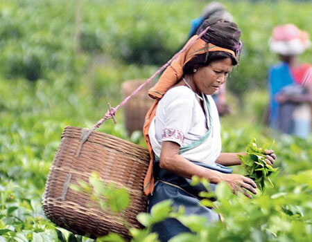 Assam’s tea production in 2019 is 715.79 million kg, which is an increase of 23.88 million kg compared to 691.91 million kg in 2018.