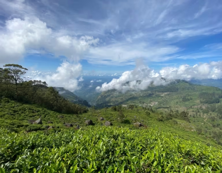 Forested hills, valleys and tea gardens in the Central Highlands.