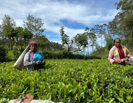 Workers pluck tea leaves at a plantation on the trail.