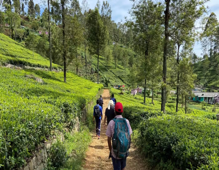 Hikers pass through a tea plantation in Sri Lanka. Soon to be officially launched, the Pekoe Trail spans 300 kilometers across the island's Central Highlands, passing river valleys, tea gardens, forested hills, sacred sites and rural villages. (All photos courtesy of Tangerine Tours)