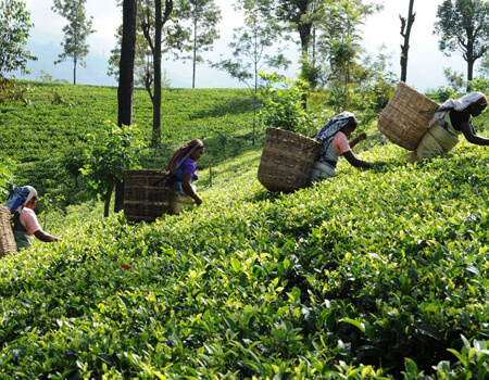 Dilmah is committed to giving its consumers the best cup of tea made from the finest Ceylon teas that have been picked and packed at the source 