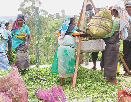 PLANTATION workers weighing freshly plucked tea in Matale.—Photo by writer