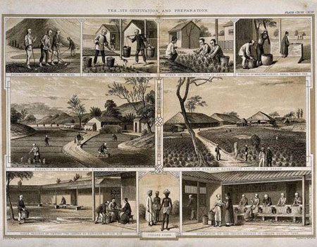 An 1850s engraving on the production of tea in Assam   | Photo Credit: Wiki Commons 