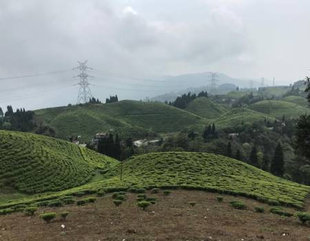 Replanting zone at Gopaldhara Tea Estate in Darjeeling