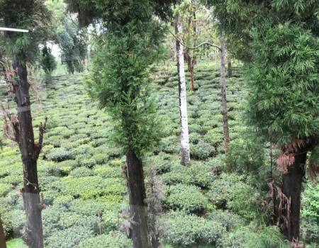Shade trees at Ambootia Estate in Darjeeling (now closed for transitioning to new owner)