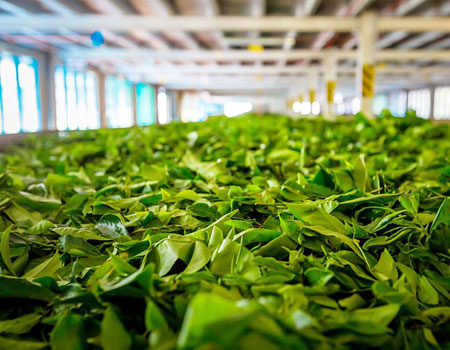 Fresh tea leaves are ready for drying. (Photo: Goskova Tatiana/Shutterstock)

