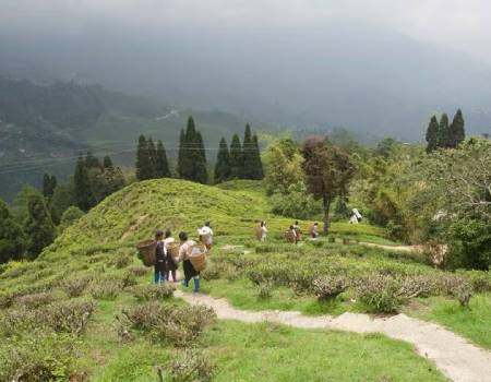 At an elevation ranging between 600 metres to 2,000 metres near the third tallest mountain in the world, Kangchenjunga, Darjeeling provides some of the world's premium tea
