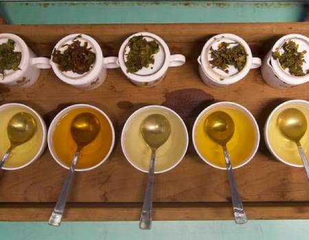 Darjeeling produces teas throughout the year. The first flush or the spring tea is the premium tea. It is pale and light and is harvested in March