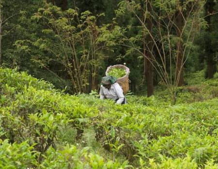Picking leaves in the lush landscape of Happy Valley Tea Estate