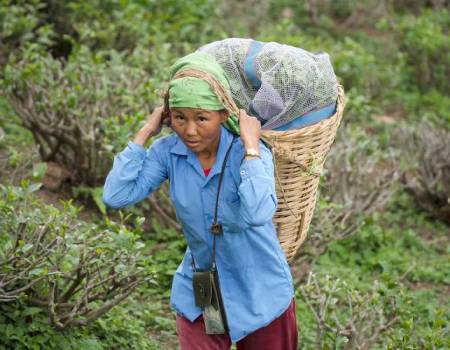 A worker carrying a basket of tea at Happy Valley Tea Estate