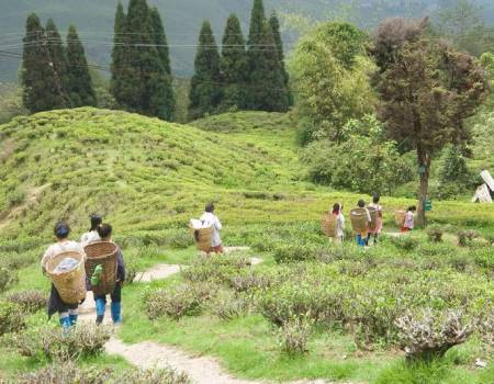 Workers at Happy Valley Tea Estate in Darjeeling, West Bengal. Taniya Dutta / The National