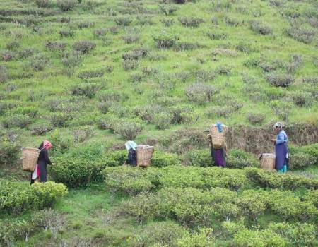 In the past, Darjeeling, in north-east India, has produced more than 10,000 tonnes of tea a year. All photos: Taniya Dutta / The National