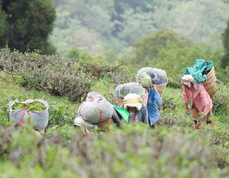 Workers at Happy Valley Tea Estate in Darjeeling, West Bengal, India