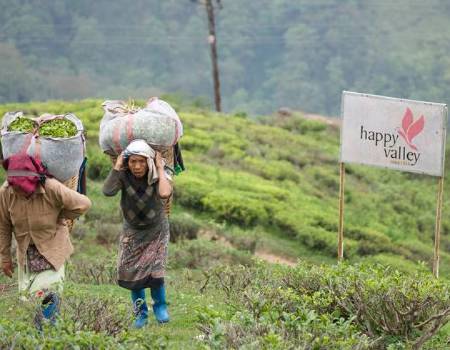But changing climatic patterns, plus a shift to organic harvesting has affected the quantity and quality of tea produced
