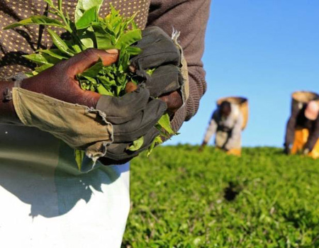 The investigation by the British charity Traidcraft Exchange found workers in the tea-growing state of Assam were paid 137 rupees ($2) a day, far below the minimum wage of 250 Indian rupees. More than half are women. PHOTO: REUTERS