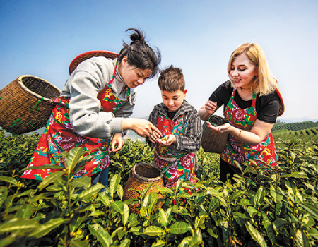 Tourists experience tea picking in Shuanglian village, Hangzhou, Zhejiang province, in April.[Photo by Gu Zhaoming/For China Daily]