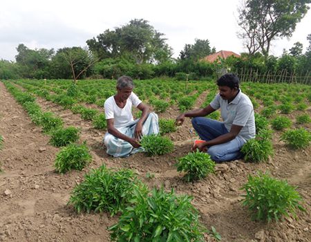 File picture of a farmer in Kilinochchi being advised by a local official.