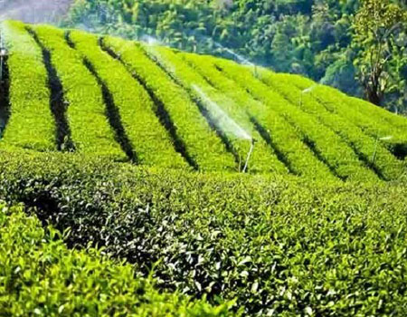 TEHRAN, Jul. 14 (MNA) – Sri Lanka is likely to sign a deal with Iran to sell its famed tea over the next two years in exchange for the settlement of loans obtained for the purchase of oil.