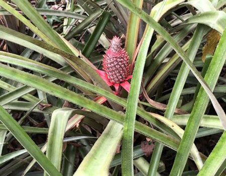 A red medicinal pineapple (above) and red bananas were some of the delights on offer in Sri Lanka. PHOTOS: ANNA CAMPBELL
