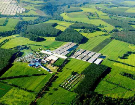 An aerial view of James Finlays Tea Estate in Kericho County