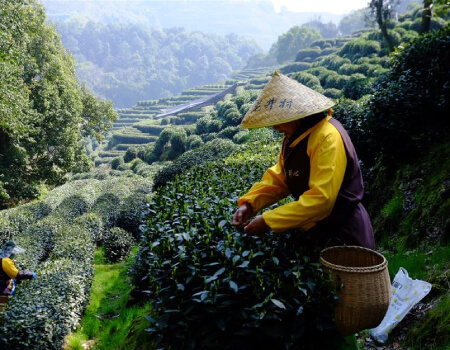 From terraced fields to teapot