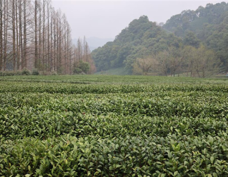 From terraced fields to teapot