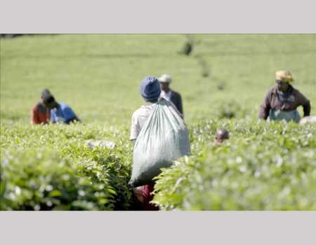 Kenya Is A Major Producer Of Tea