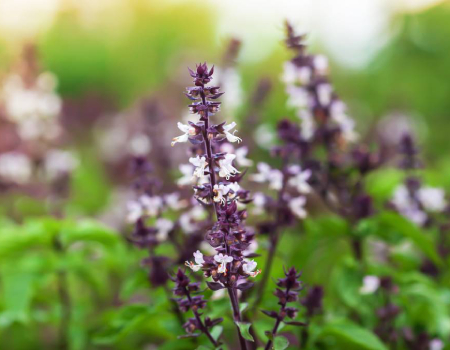 Tulsi basil is used for tea as well as in regular dishes. Picture Shutterstock