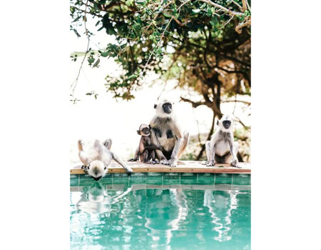 A family of monkeys visit the private pool of a beachfront suite.