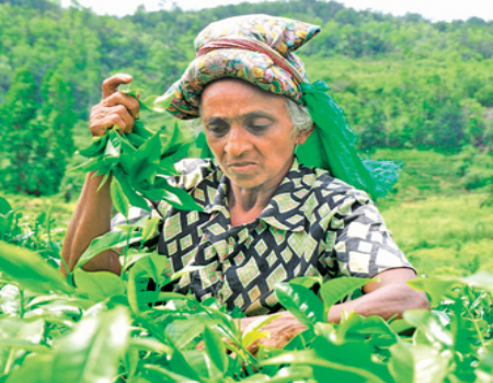 Lifeline for tea plantation workers