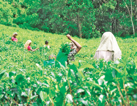 Lifeline for tea plantation workers