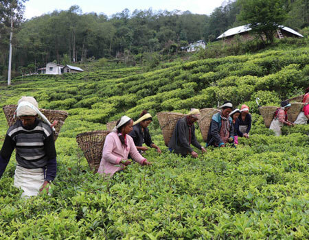 Nepal produces 25.20 million kg of tea annually, of which 60 percent, or 15.04 million kg, is sold abroad, according to the National Tea and Coffee Development Board.