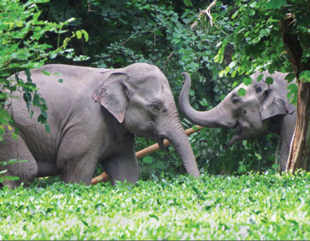 Asian elephants use tea plantations as corridors between fragments of natural forests that remain in Assam, India. (Photograph by Anshuma Basumatary) 