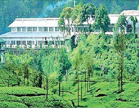 Lumbini Tea Estate Deniyaya