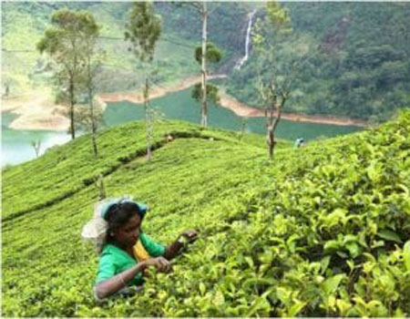OTDYKH – Ceylon Tea made in Sri Lanka still continues to be the favorite of the tea lovers worldwide.