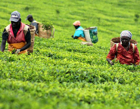 Workers picking tea
