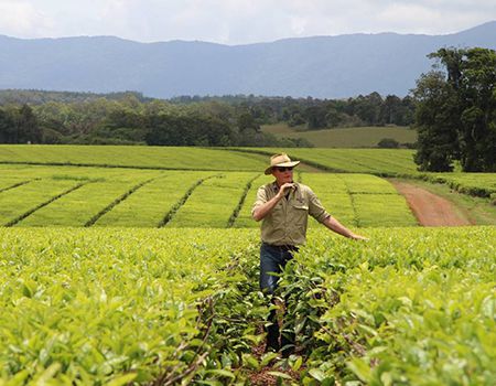 Tony Poyner walking through a tea plantation. Image: Supplied.