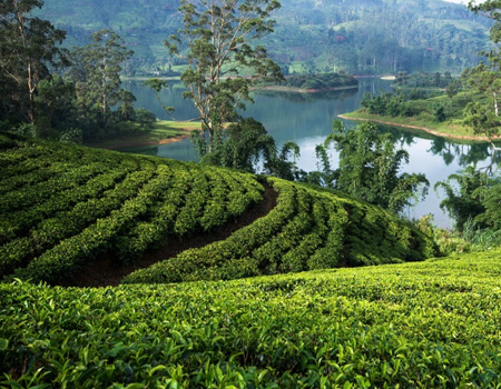 A tea plantation in Sri Lanka