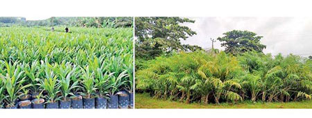 A standard oil palm nursery (on left) and what the nurseries in Sri Lanka look like today
