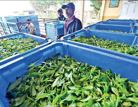  According to the Planters’ Association of Ceylon, worker welfare, rights and remuneration or wages in Sri Lanka are way better than in any other major tea-producing nation elsewhere in the world – Pic by Shehan Gunasekara
